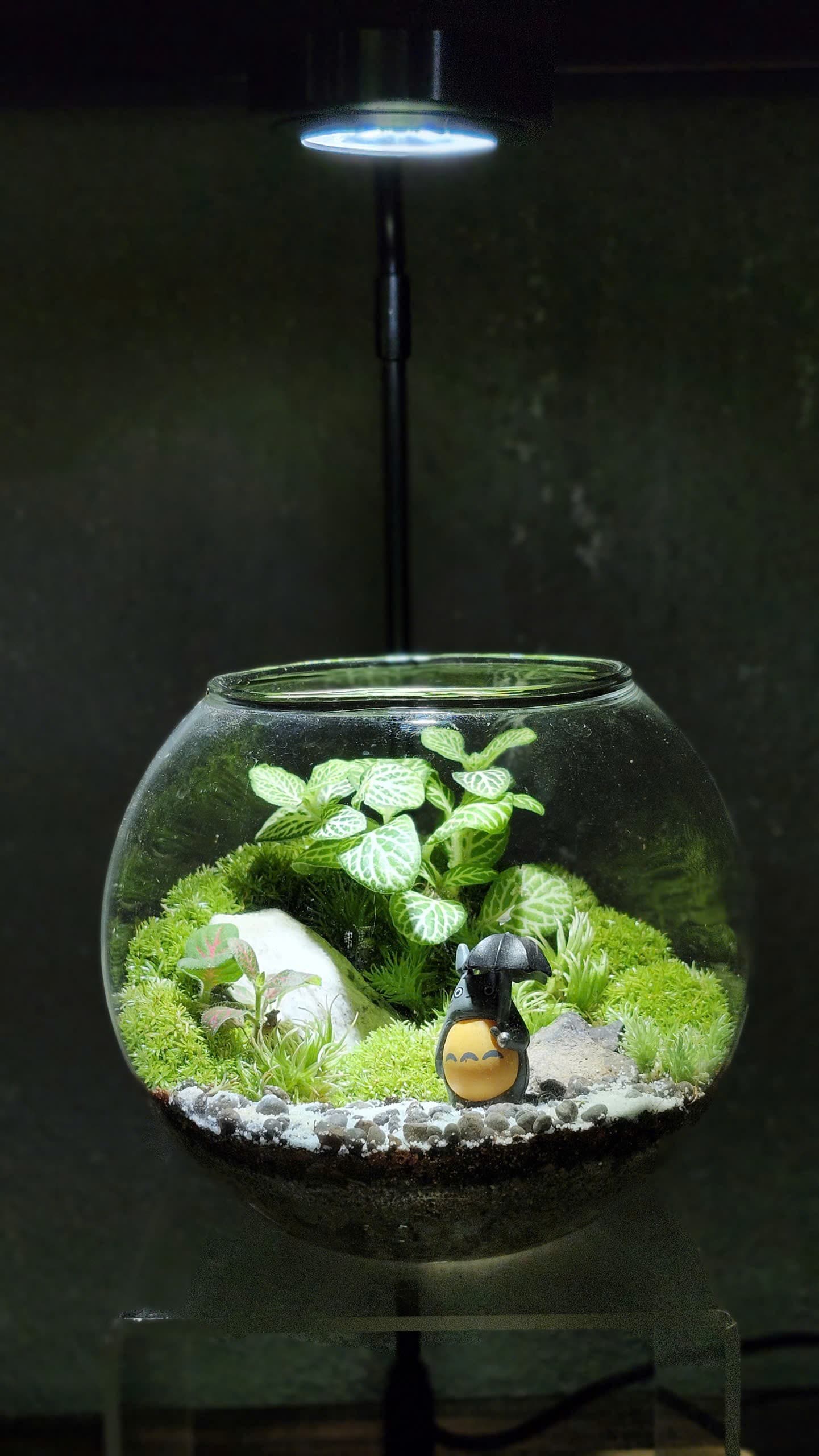 Chậu — Totoro Du Dạo