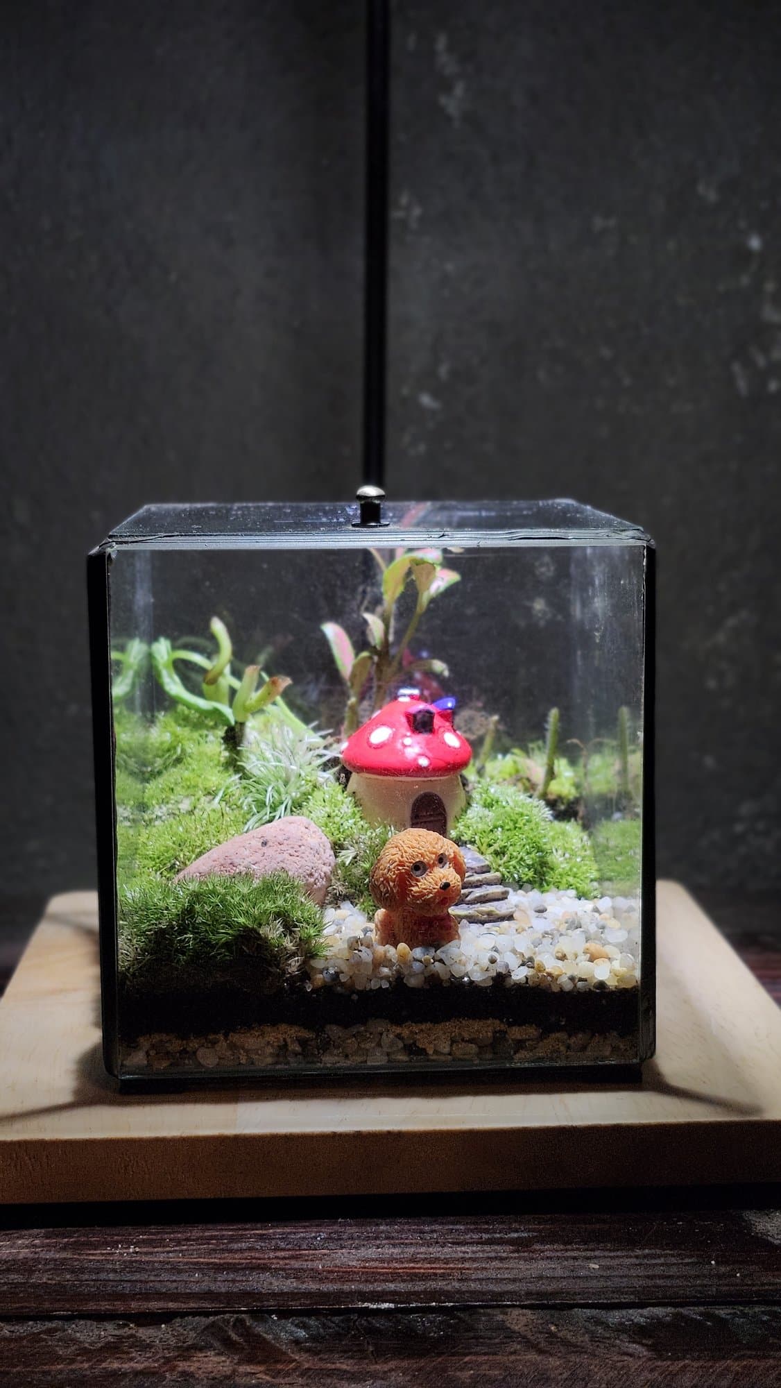 Cube — Nhà Nấm Cún Yêu