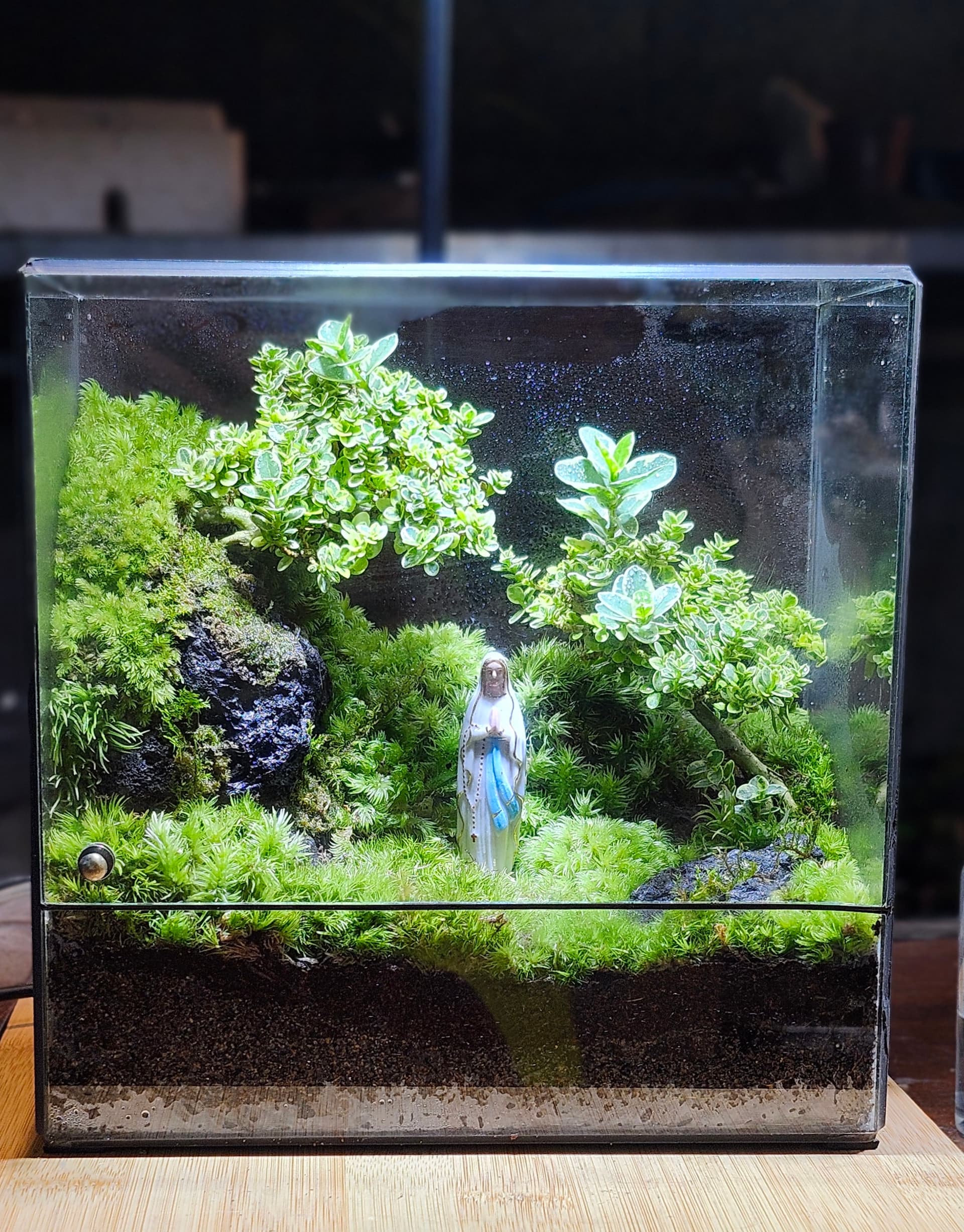 Cube — Lời Nguyện Xanh