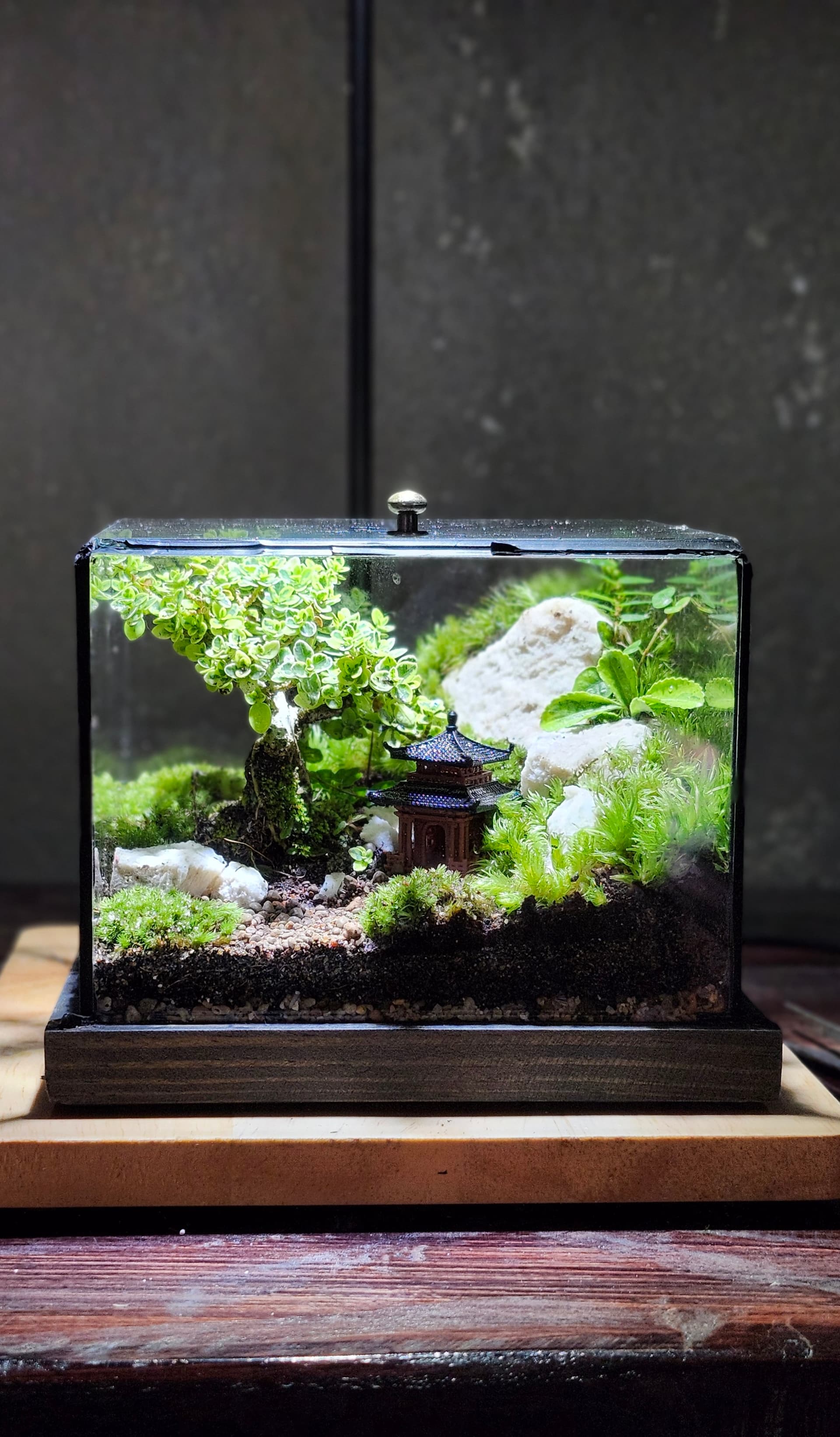 Cube — Ngôi Đền Bonsai